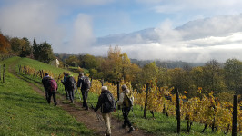 Traversée des vignes